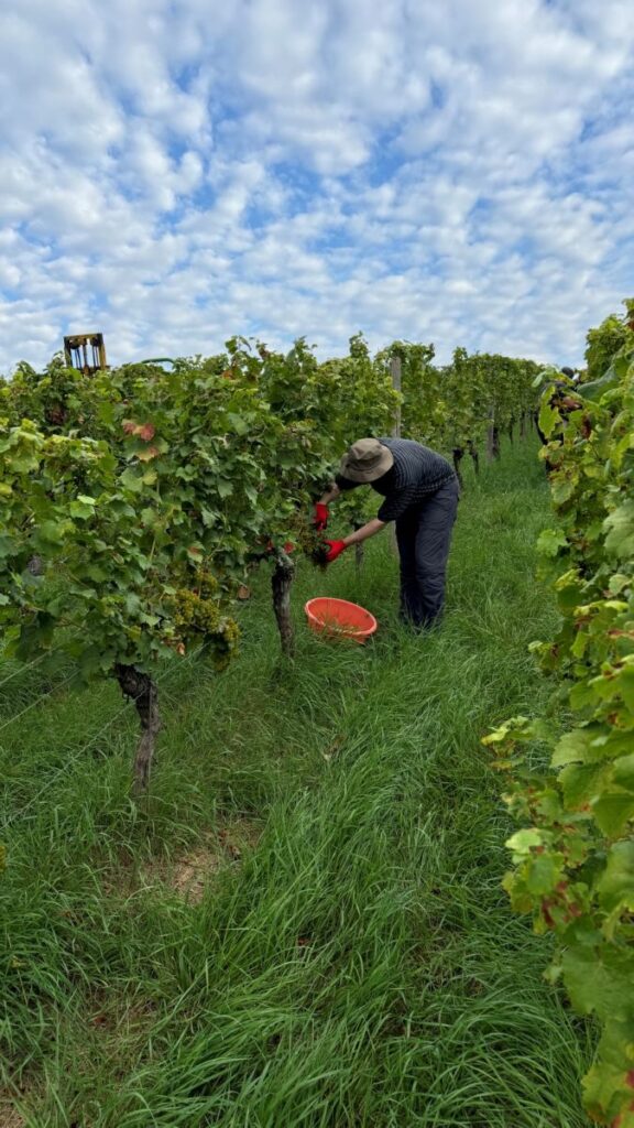 Bischof Dr. Franz Jung half am Dienstag, 3. September, in Escherndorf bei der Weinlese mit. © Dieter Endres / POW