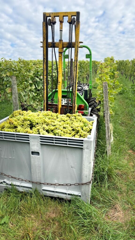 Bischof Dr. Franz Jung half am Dienstag, 3. September, in Escherndorf bei der Weinlese mit. Geerntet wurden biologische angebaute Trauben der Rebsorte Müller-Thurgau. © Dieter Endres / POW