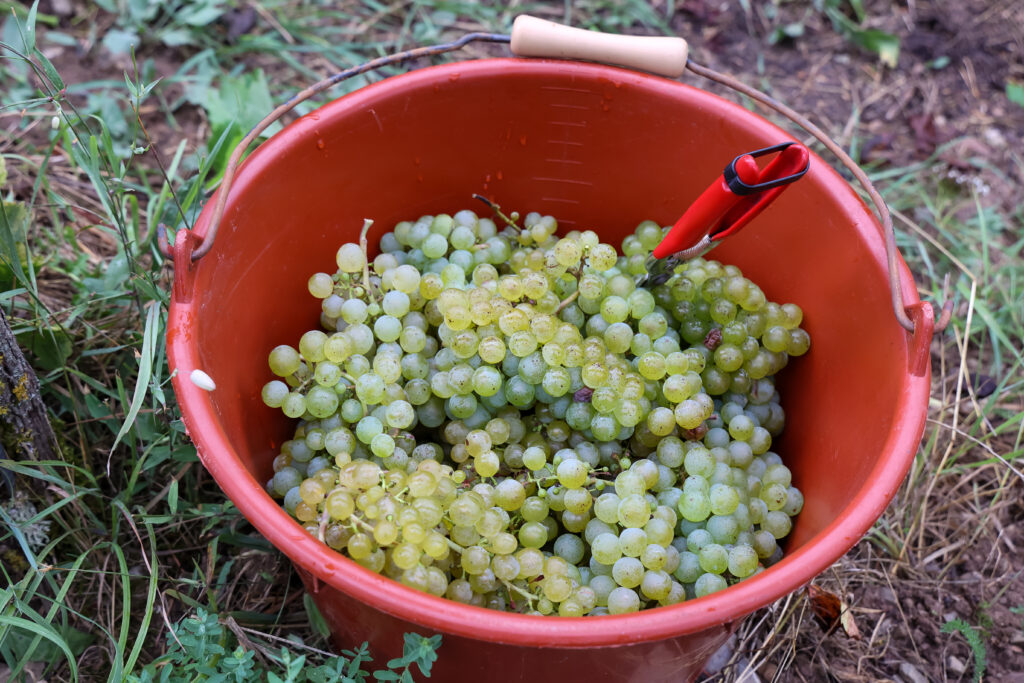 weinleseeroeffnung2024 rudimerkl 0001 1